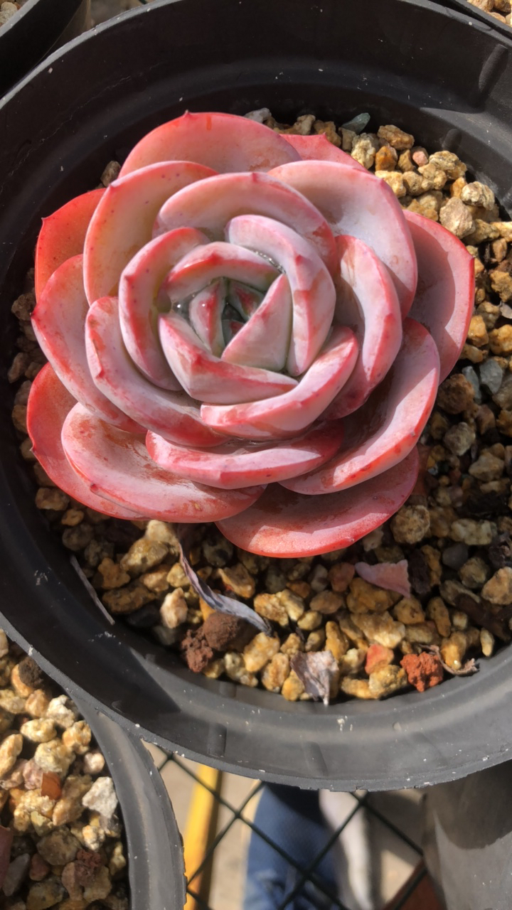 布鲁兰多肉单头可拍