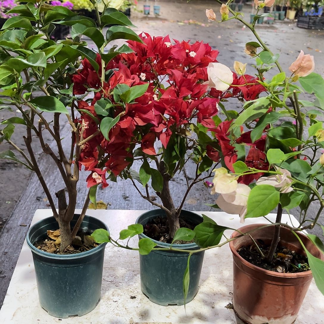 大部分花苞少量开放浅彩虹，紫桑巴，阿达喜悦