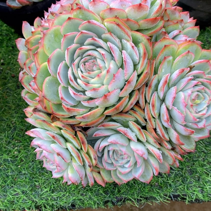 【闪购商品】?****?多肉植物