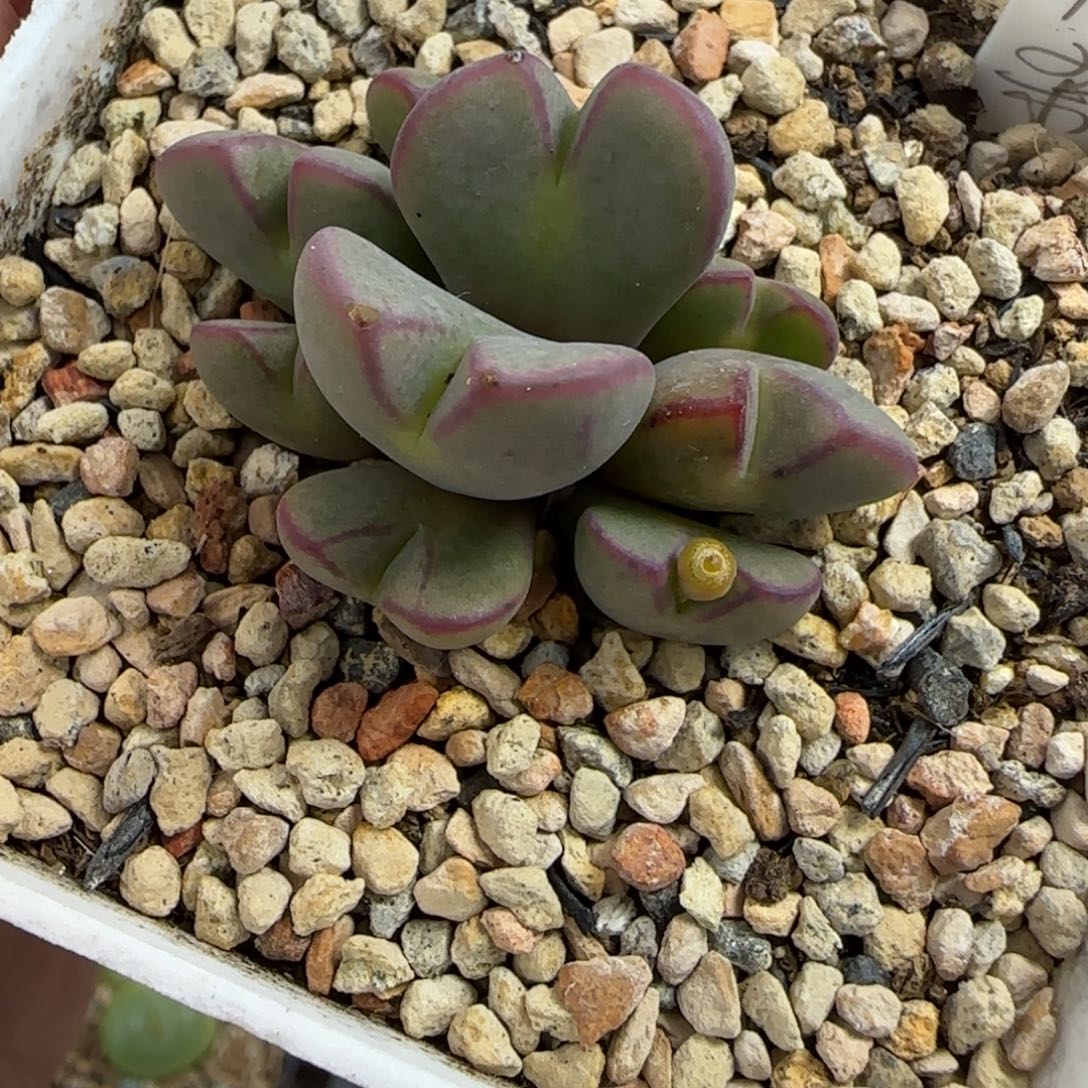 多肉植物大群将杂母本115号