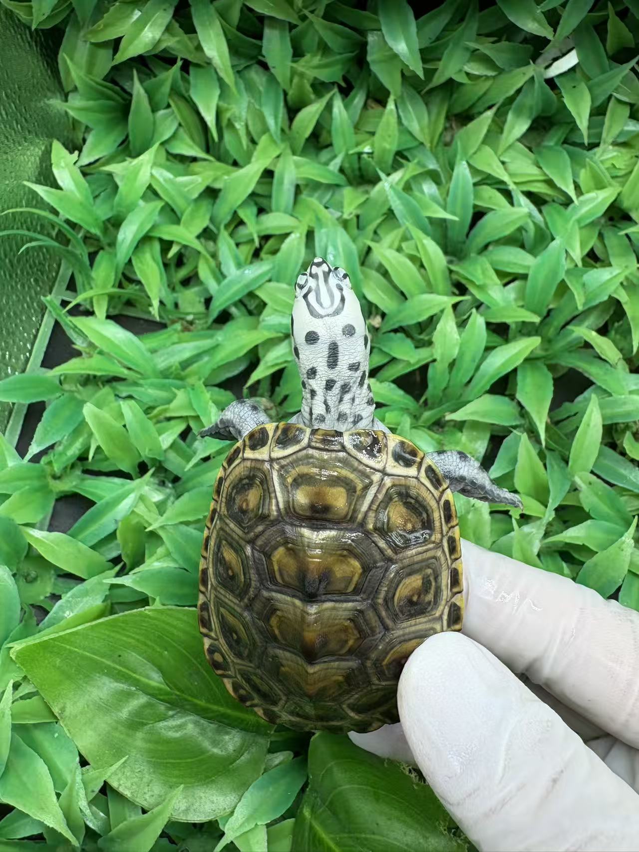 人工繁育 钻纹  皇冠  大花  小花  锦花 直播挑选 勿乱拍