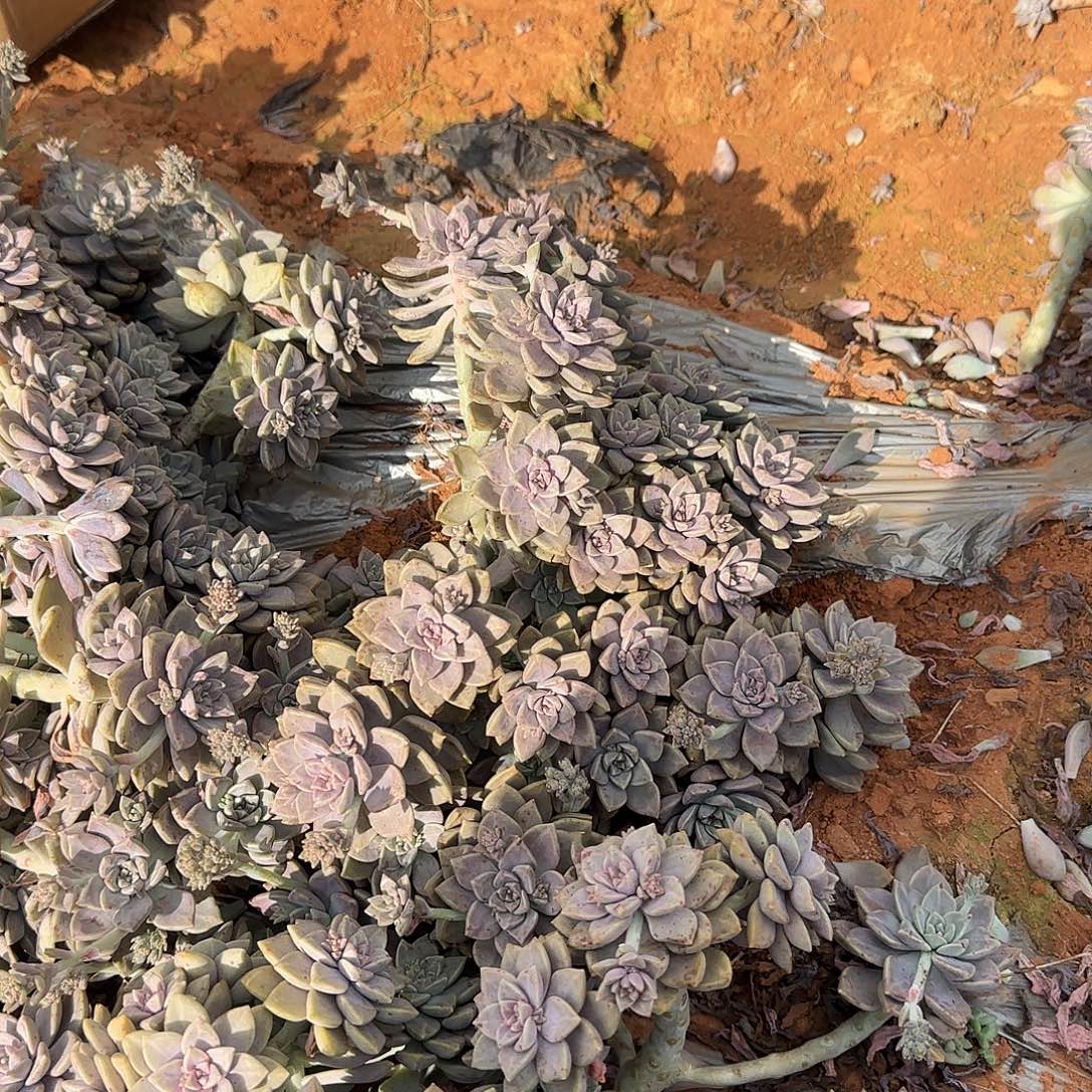 裴***姐箱拍薄化妆多肉多肉