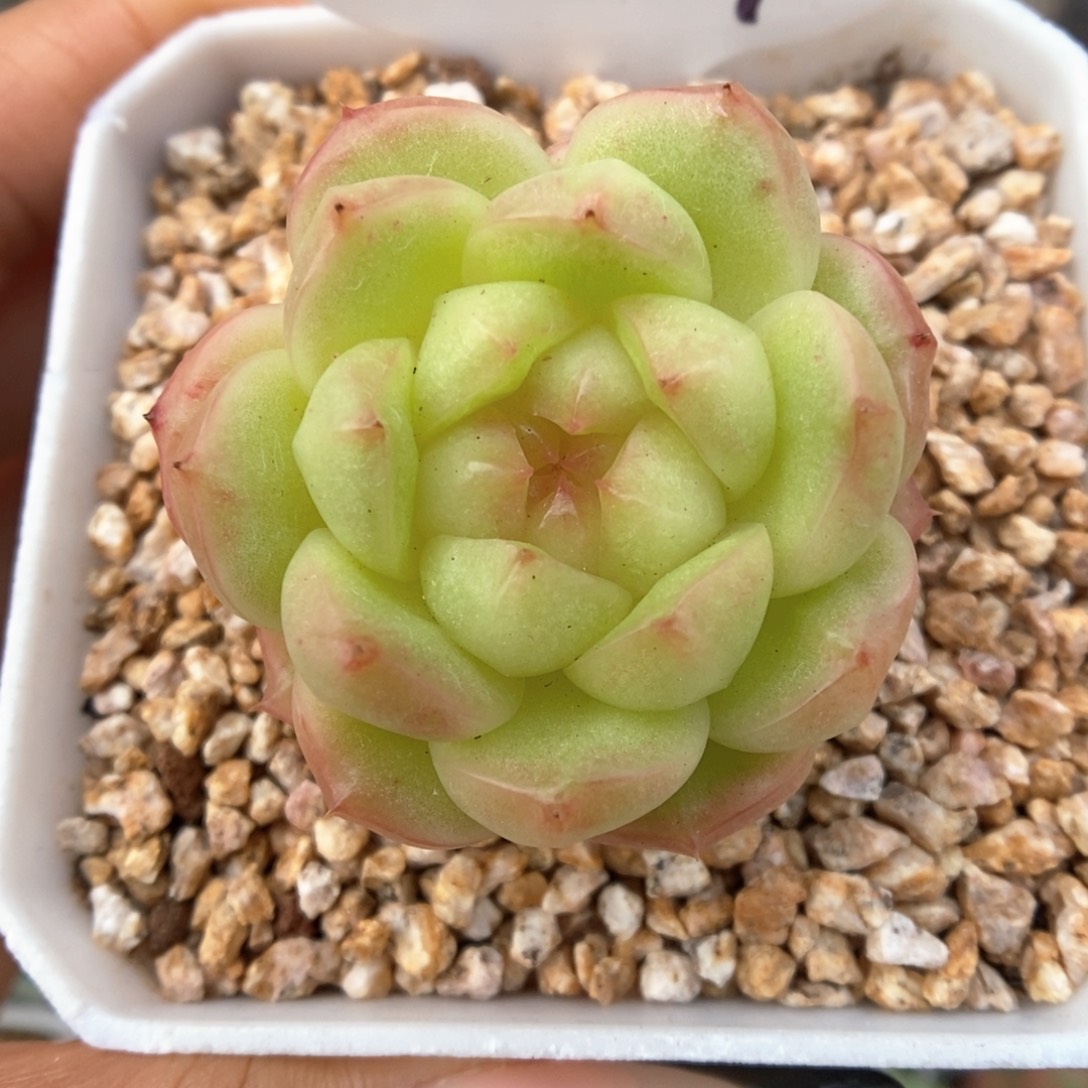 灯泡珍妮可拍397号。    