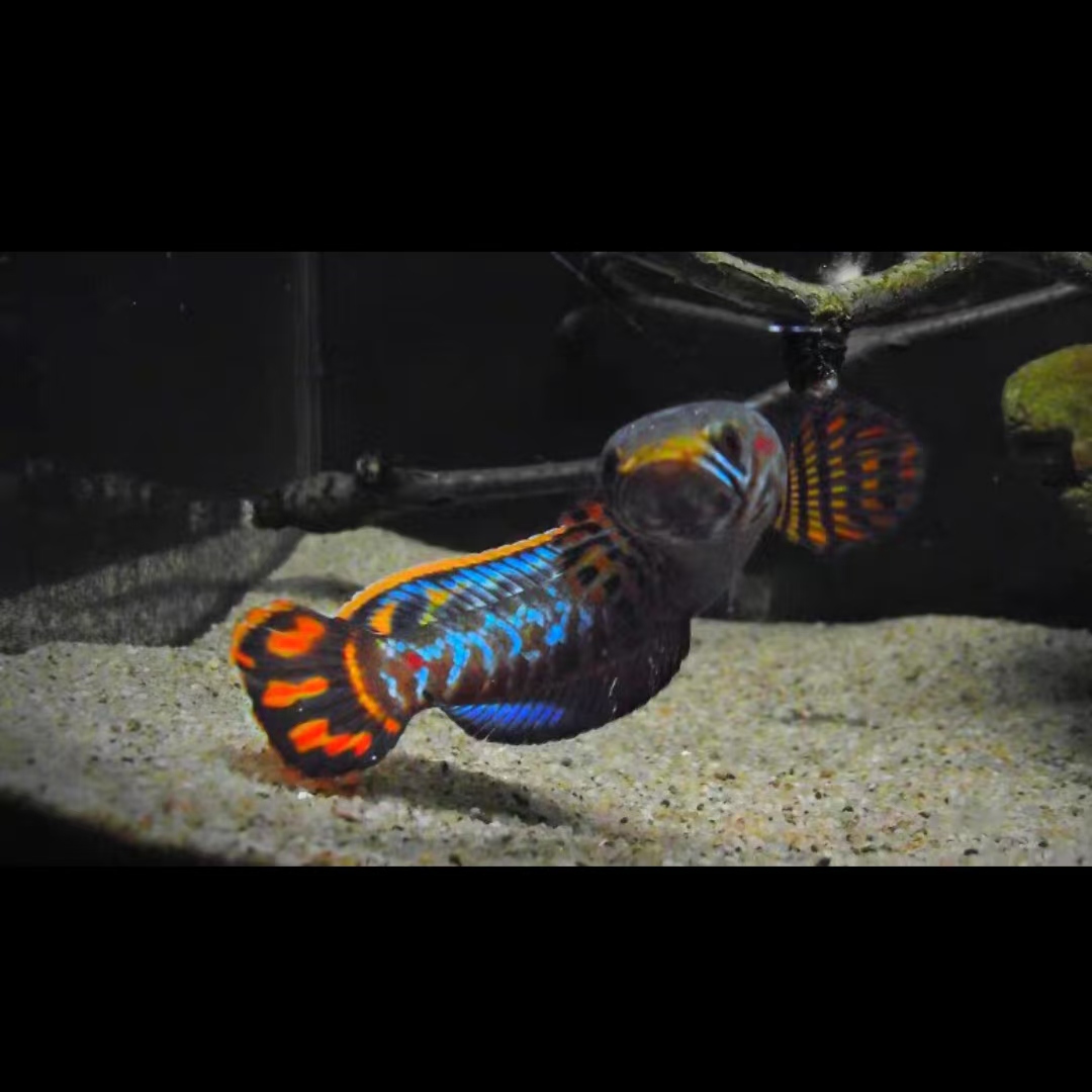 印度七彩雷龙（繁殖必玩）超萌好物