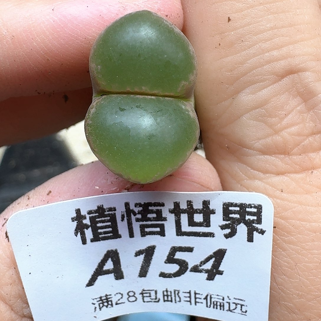 多肉植物的润泽和发发