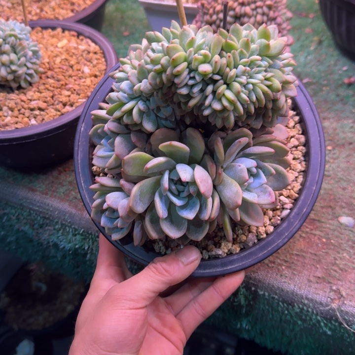 星影树缀无砍多肉