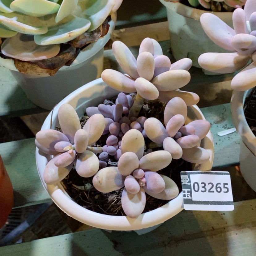 【闪购商品】鸡蛋奶03265