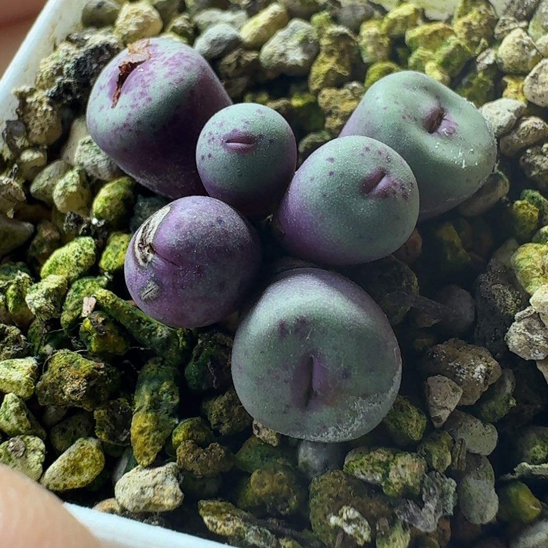 38号小红嘴一物一拍尺寸小