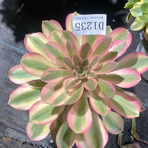 1235女巫多肉法师