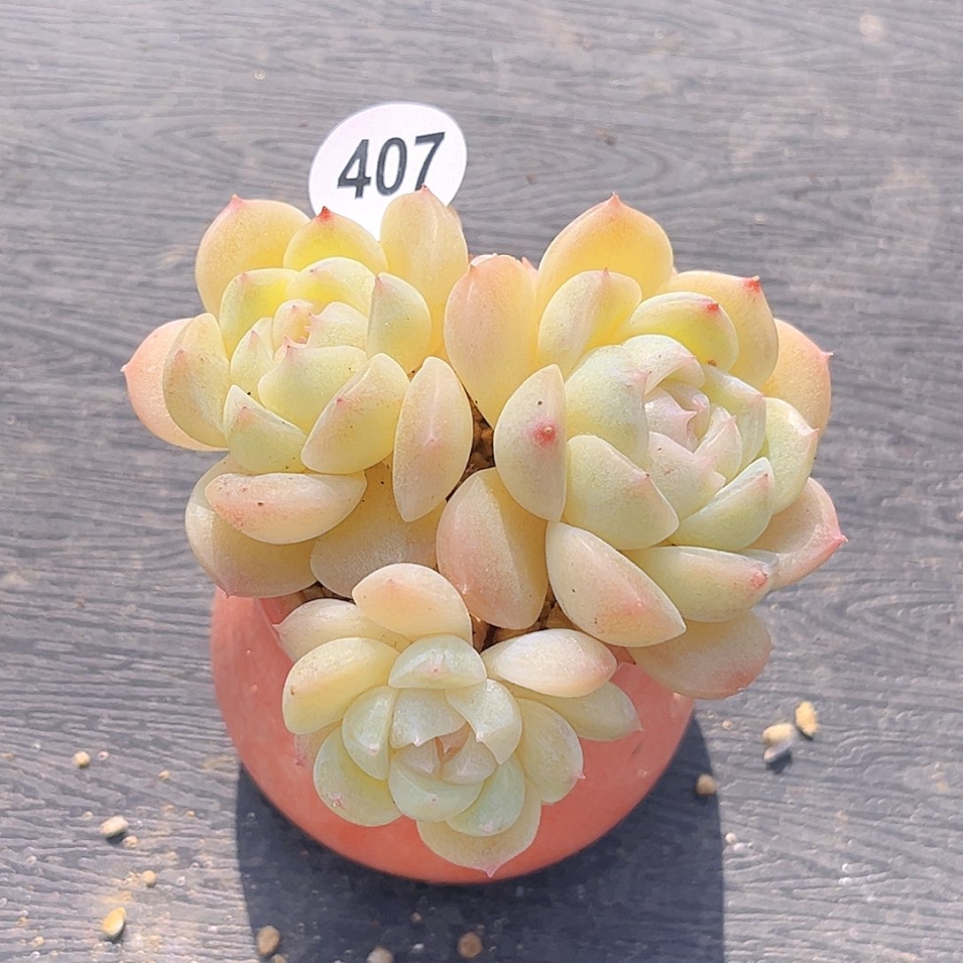 407 扶摇珍妮 满18包邮 