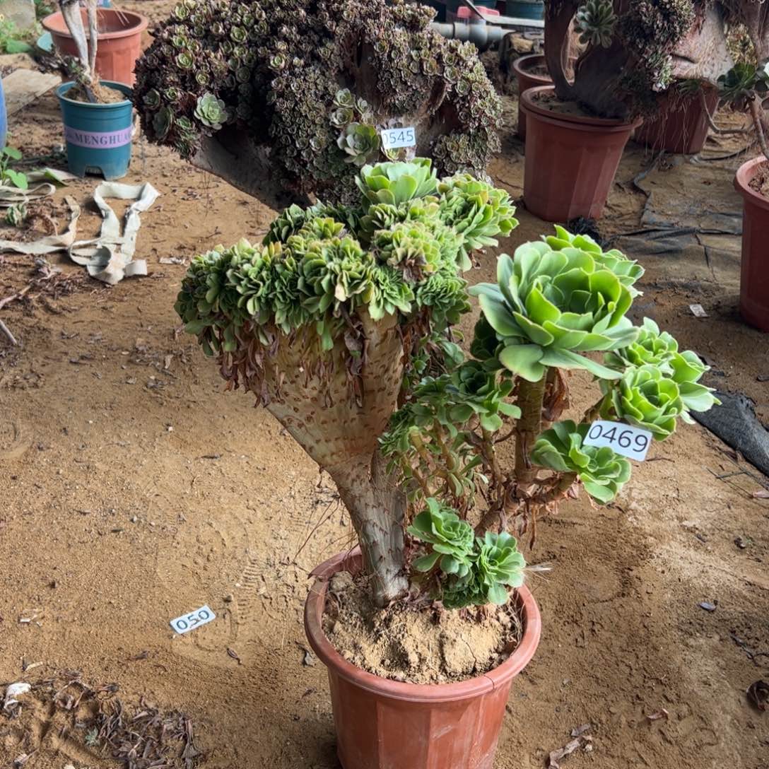 有伤绿杨蓉469冠服40厘米