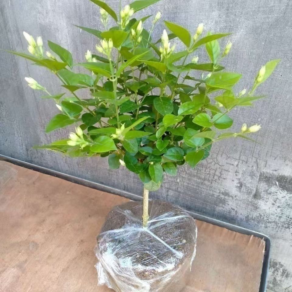 正宗单瓣笔尖茉莉花独枝独杆精品盆栽原土土球发货香味浓茉莉花大