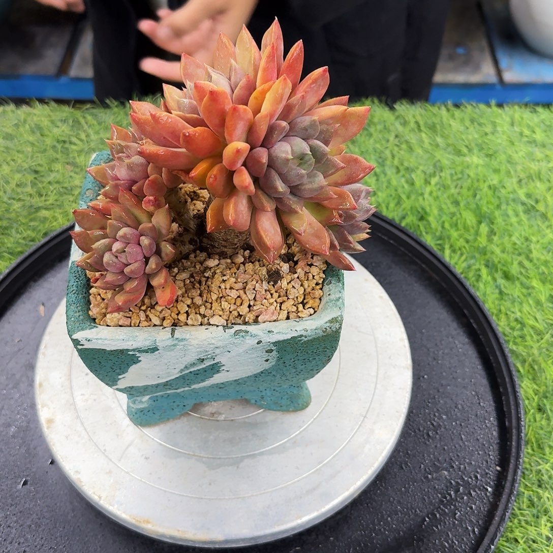 多肉植物一物一拍