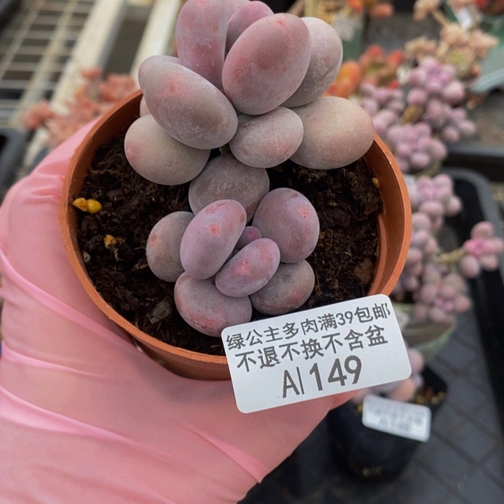 大叶奶6cm149多肉植物