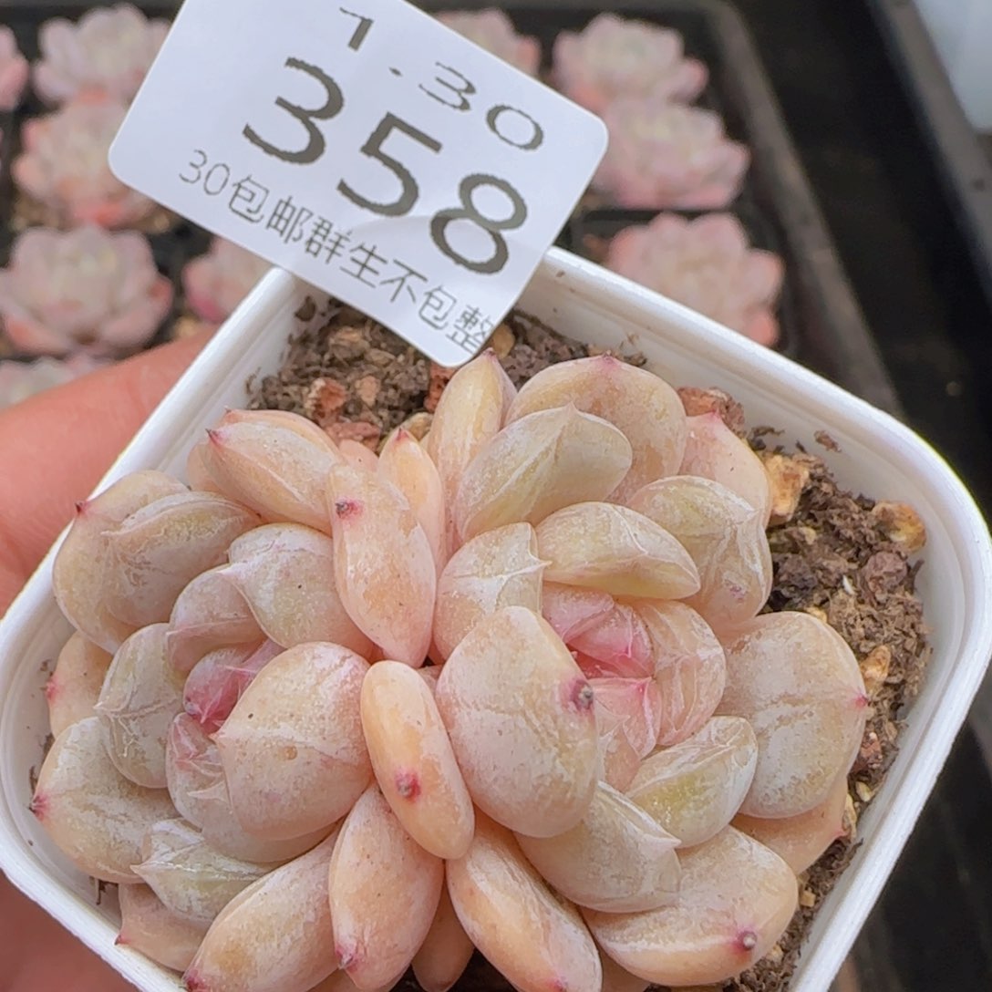 白色恋人双头一颗脱土