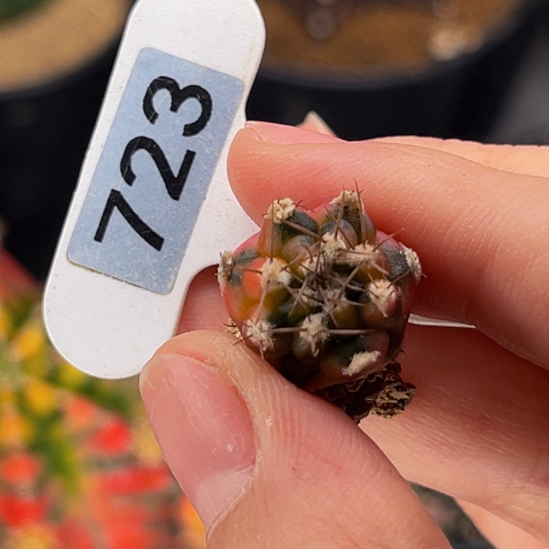 轻***风专拍的 米哈仙人球