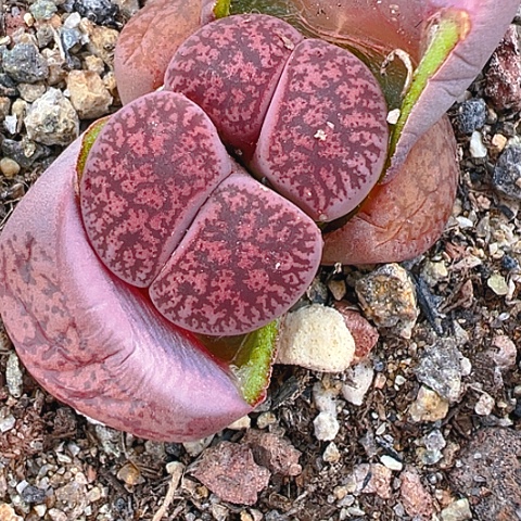 【闪购商品】20049