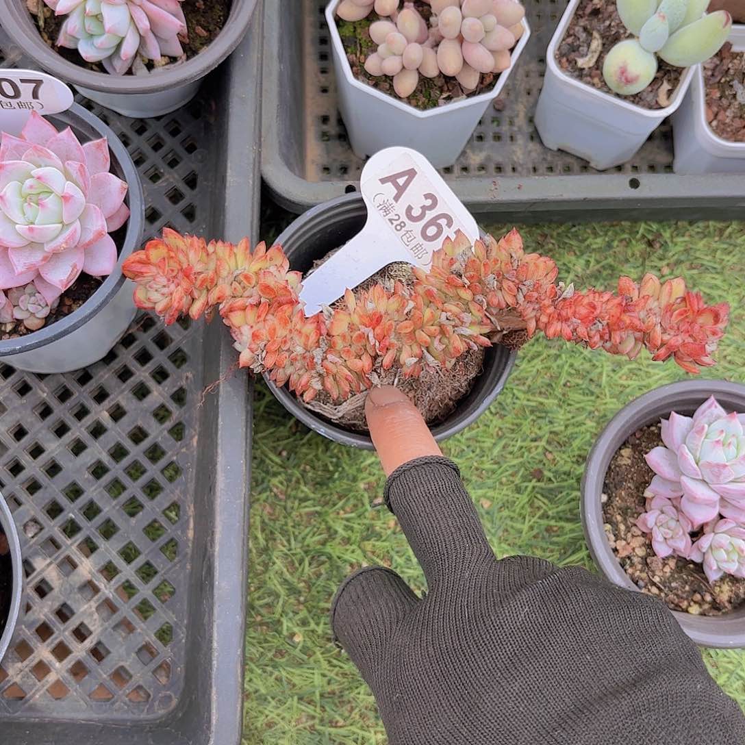 ?****?A367国王缀一物一拍