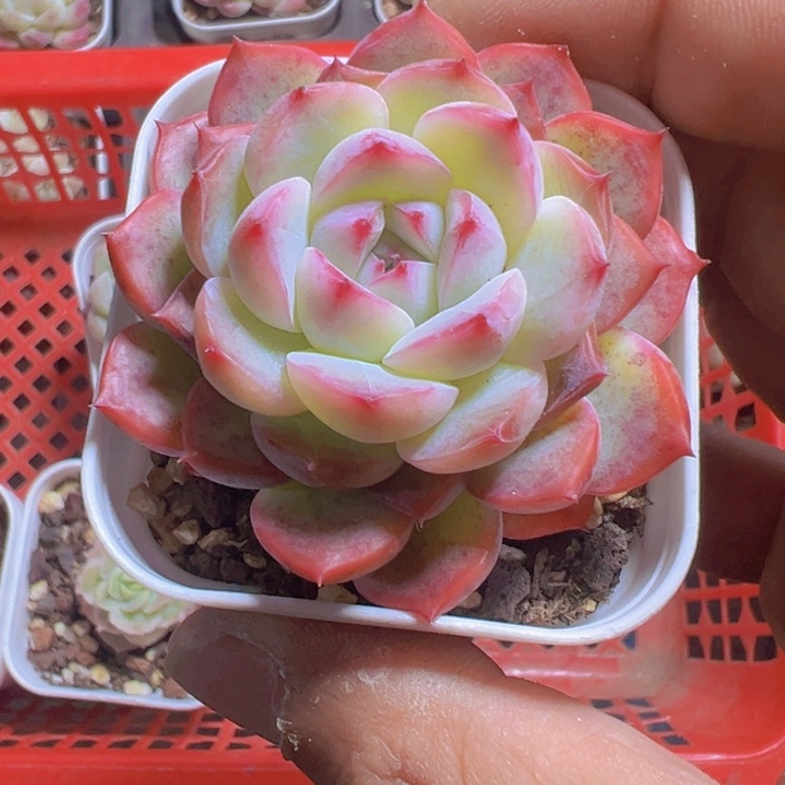 玉笛精品多肉植物大战