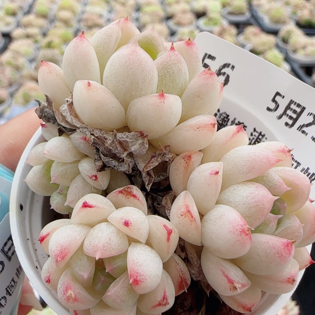 花语逸境0525-56散