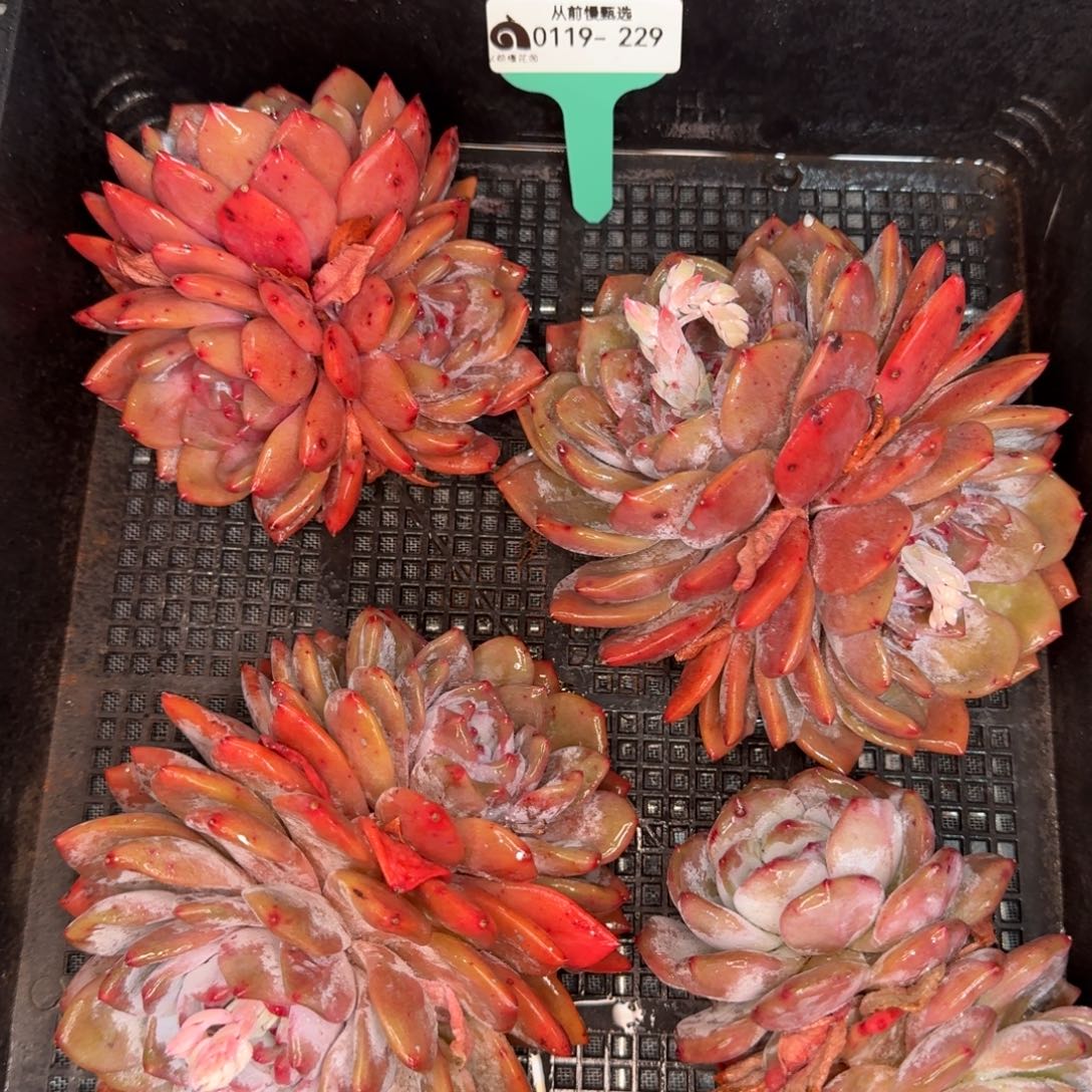 从前慢多肉编号0119-229