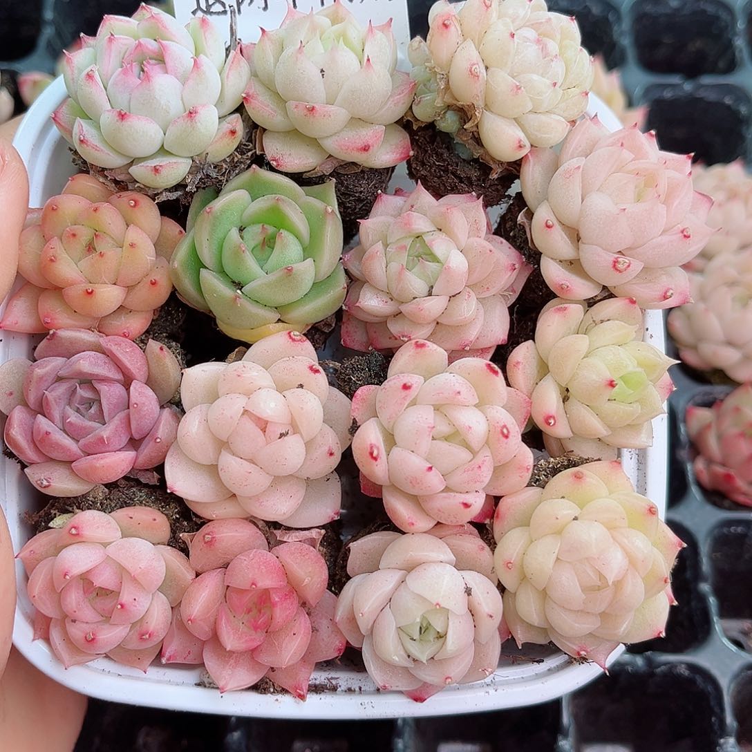 1-189 新疆西藏内蒙不发 12.8包邮2-3公分多肉