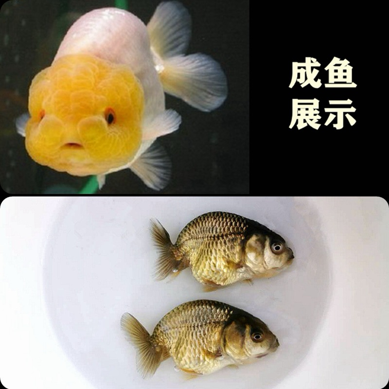 【高级奢华】高货金鱼苗保29尾2-4厘米 超顶颜色随机混搭不指定