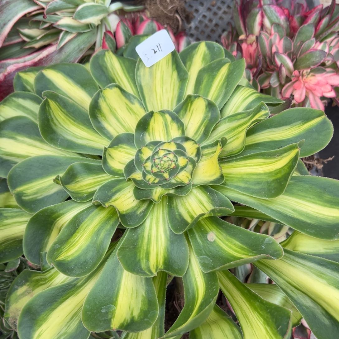 211暴君多肉植物一