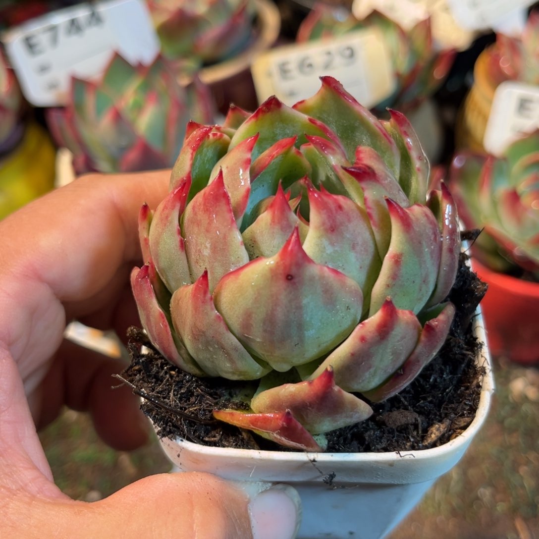 惊鸿一瞥多肉植物的