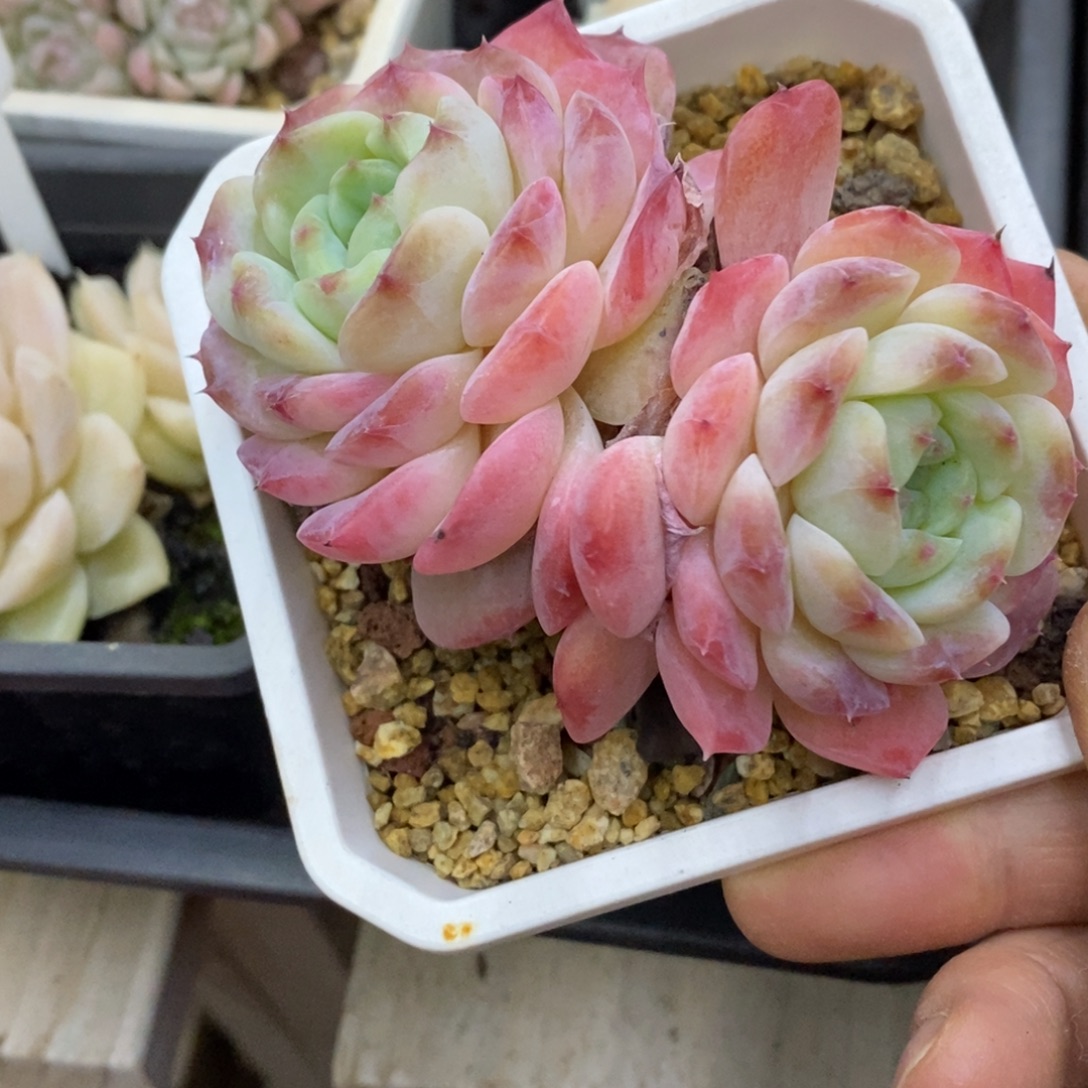 精品多肉一物一拍不包整234
