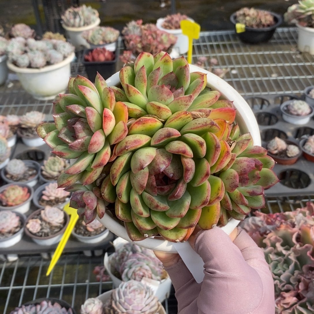 6257紫水晶一物一拍