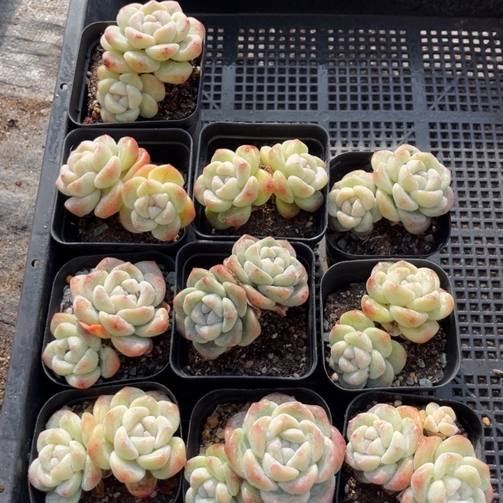 冰玉多肉七方盆一组10个4号