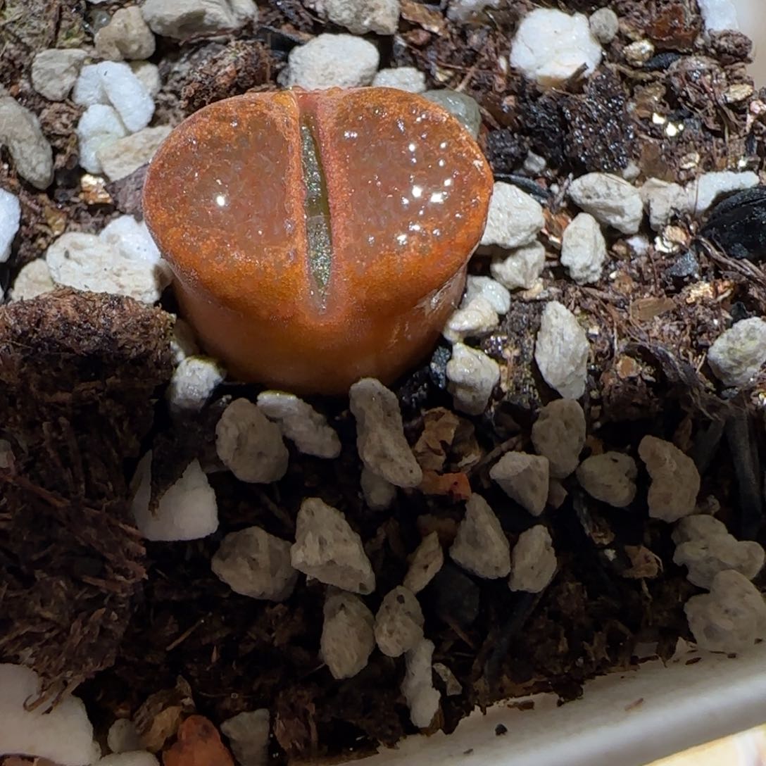 肉锥多肉植物百科-蛋糕1770