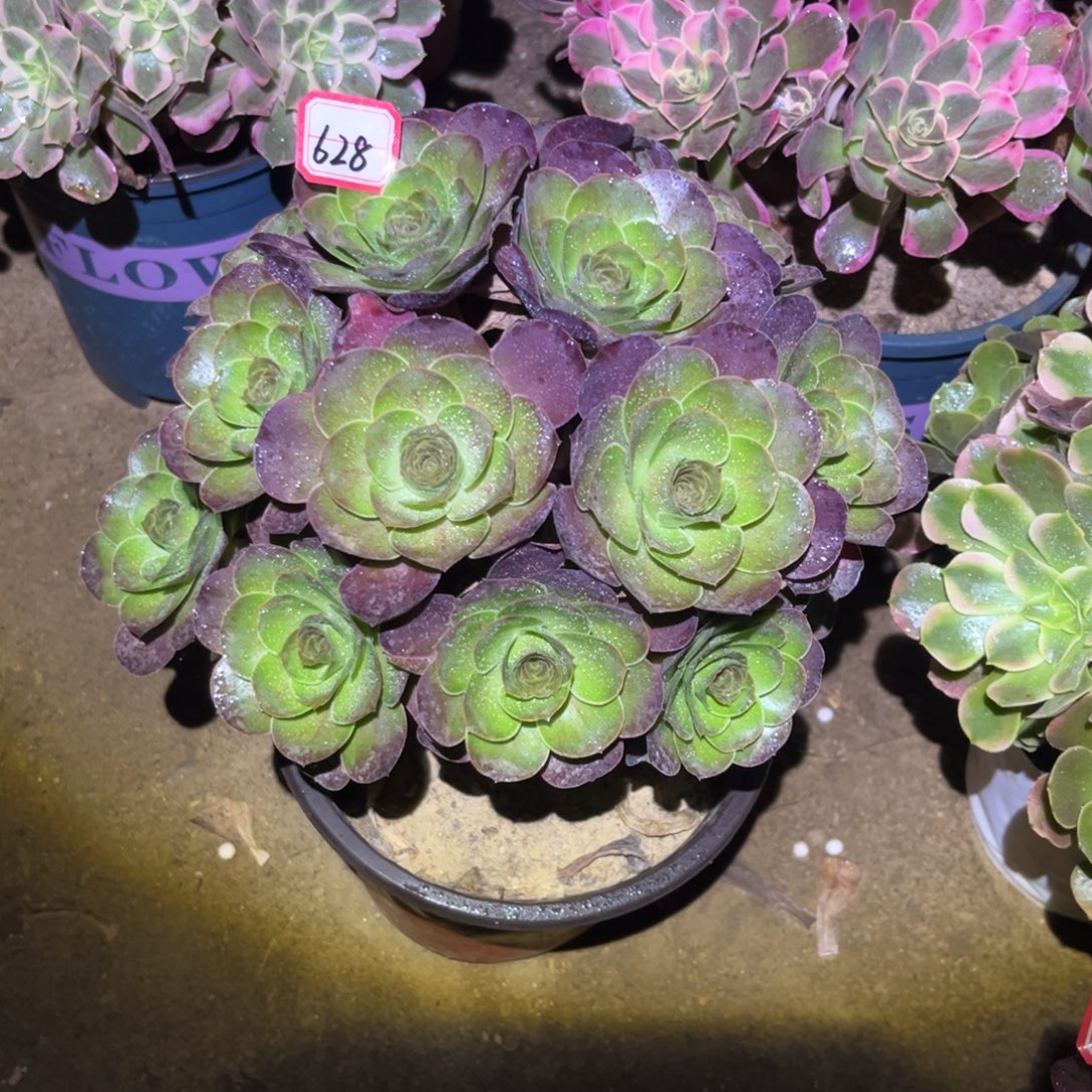 628多肉植物魅金玫瑰