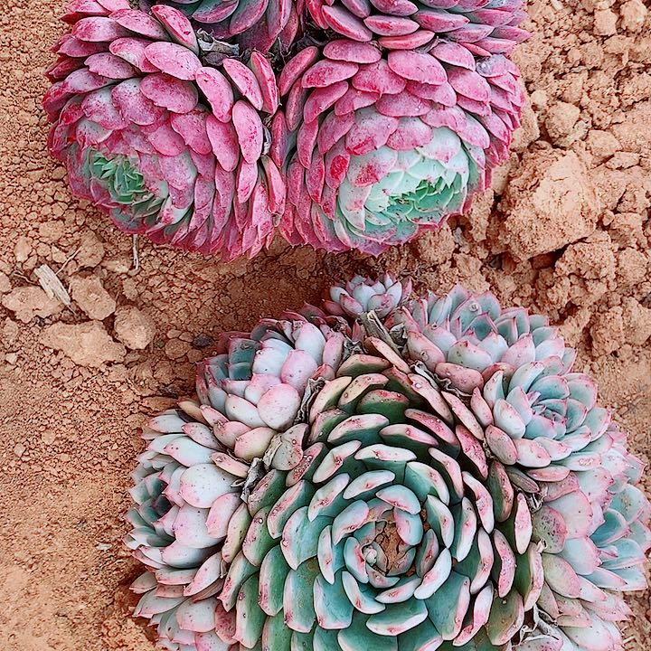 一***…一切安好的朱砂痣和荷花