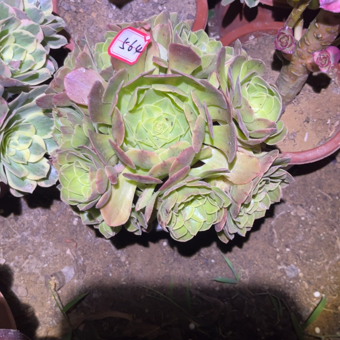 564多肉植物雨荷法师