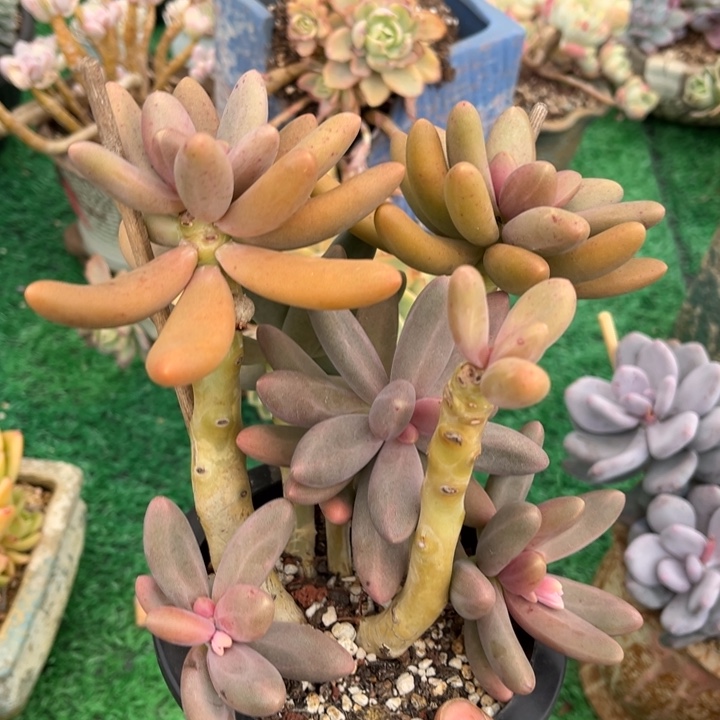 糖果美人23146多肉植物