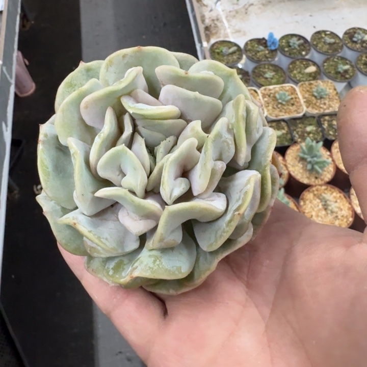 云瑶仙子 单头 一物一拍