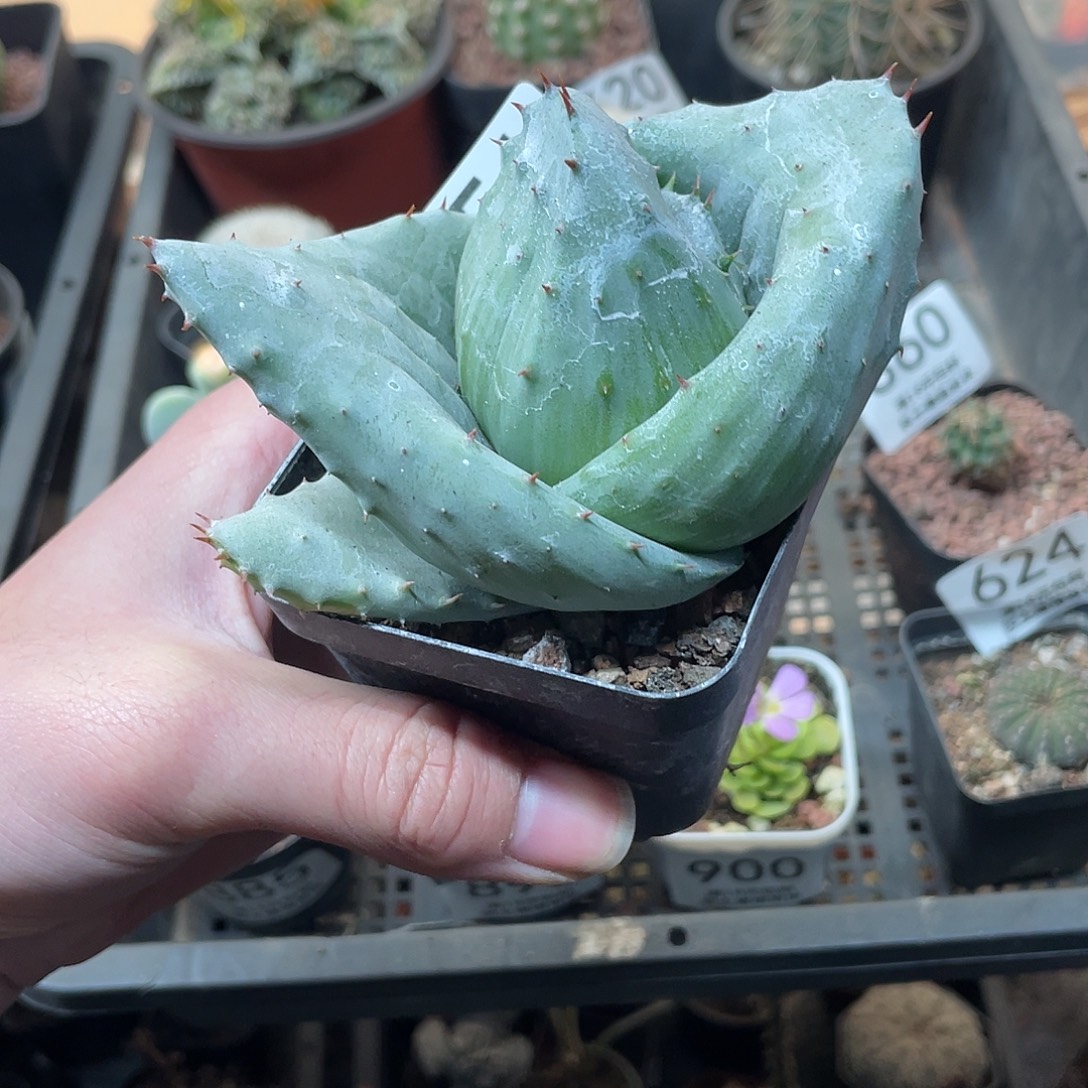 651元宝芦荟（满18包邮）