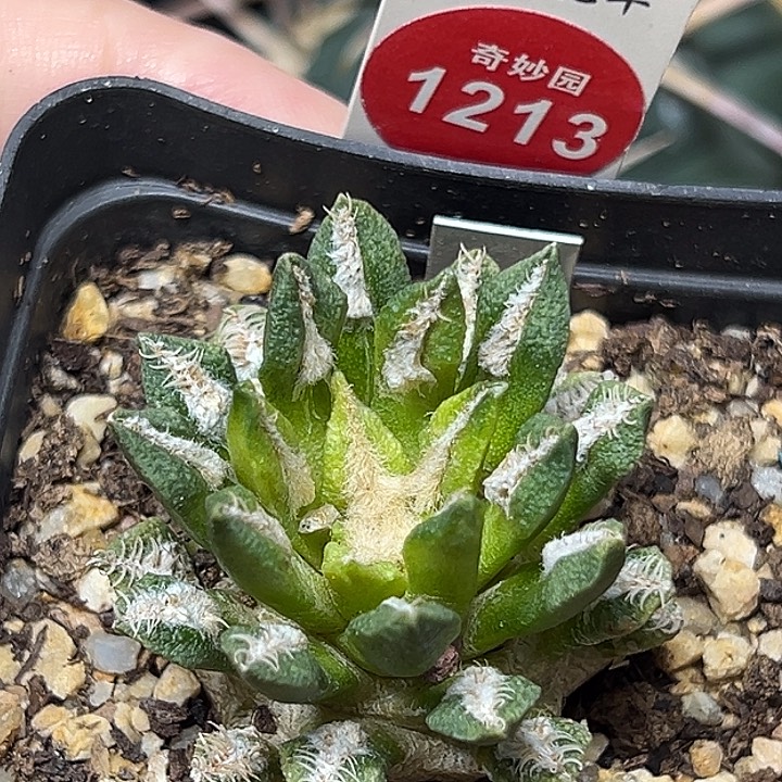 实生黑牡丹锦3.9cm