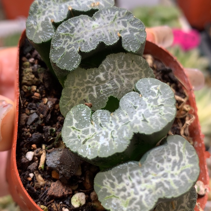 守冰玉扇带盆土发货