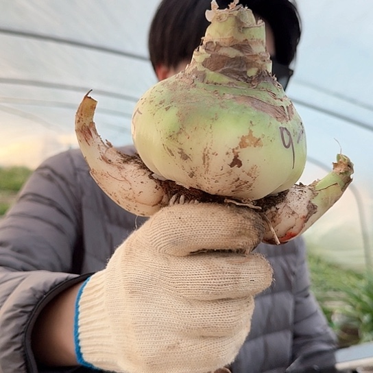 甜蜜妮芙9～10带两个侧 包对版