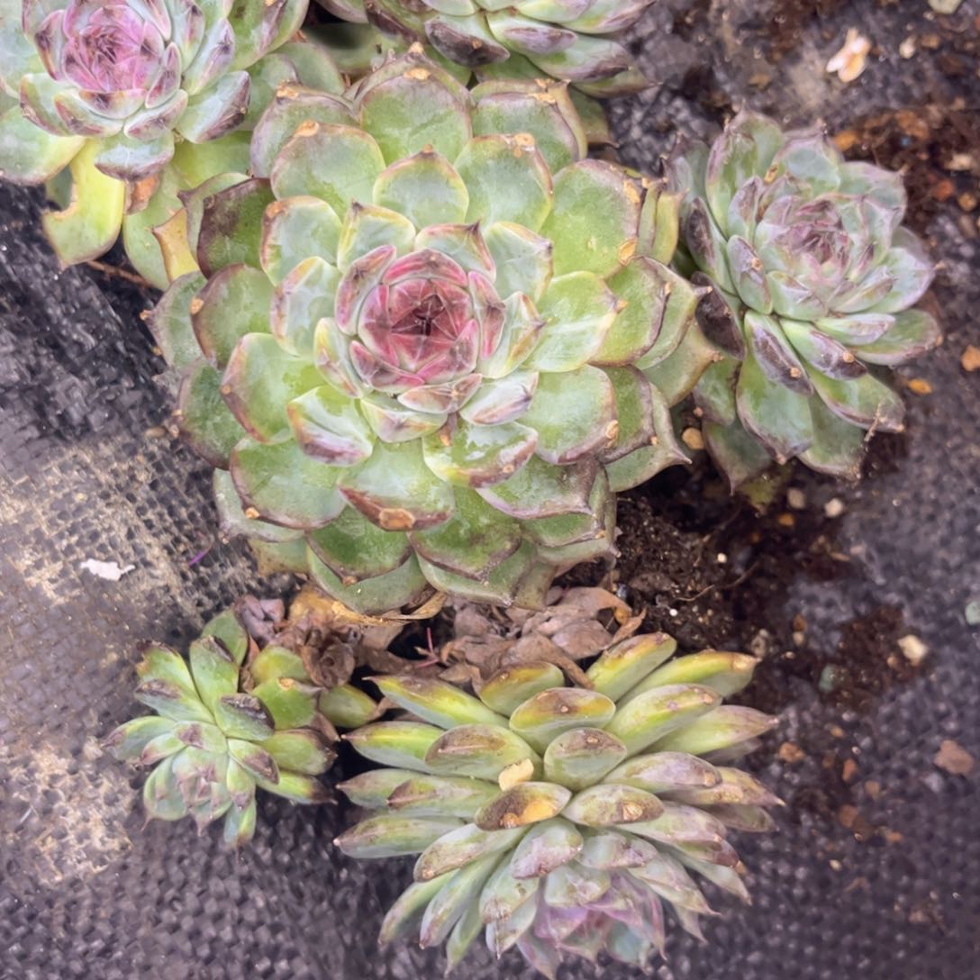 无花朵友家多肉一物一拍