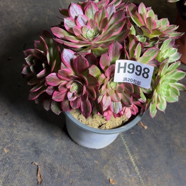 瑞妈，。。。。。998万花筒，