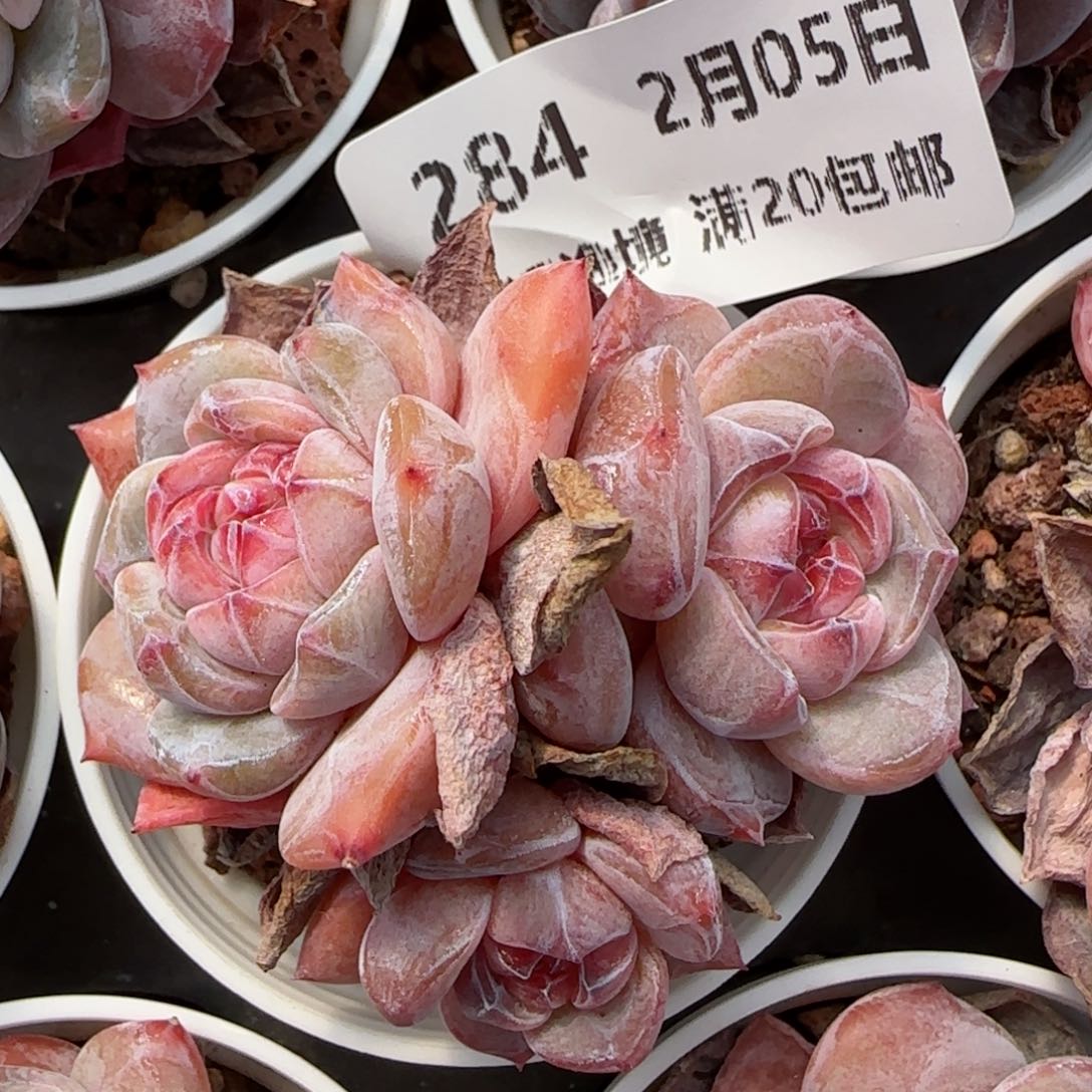 花语逸镜0205-284