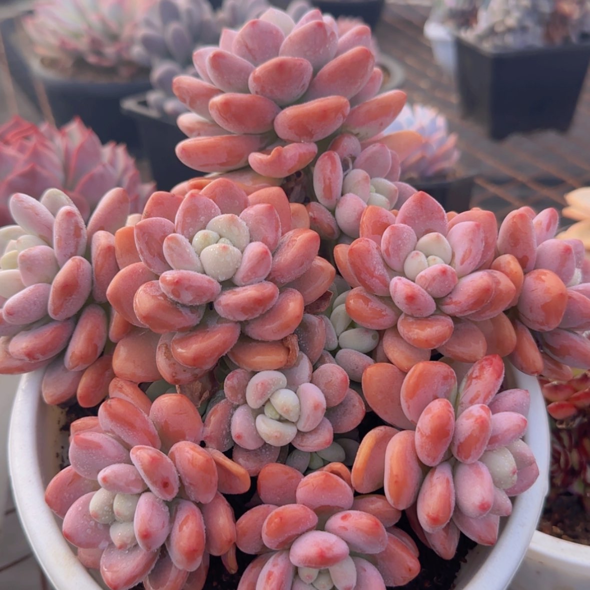 【闪购商品】樱花红洛神29.9