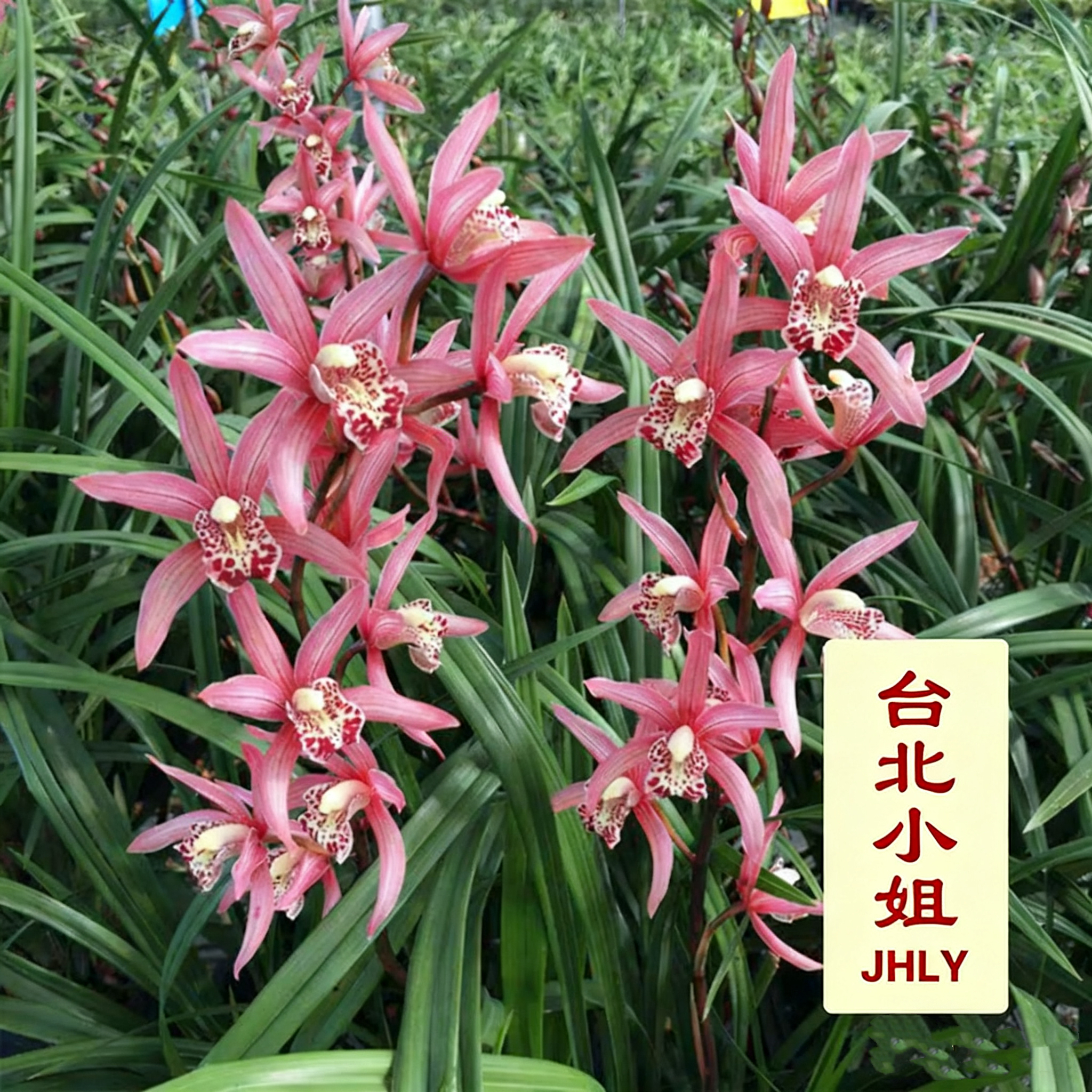 蕙兰-台北小姐紫红色艳丽大串年宵花一串花8至13朵 花枝高50-70cm