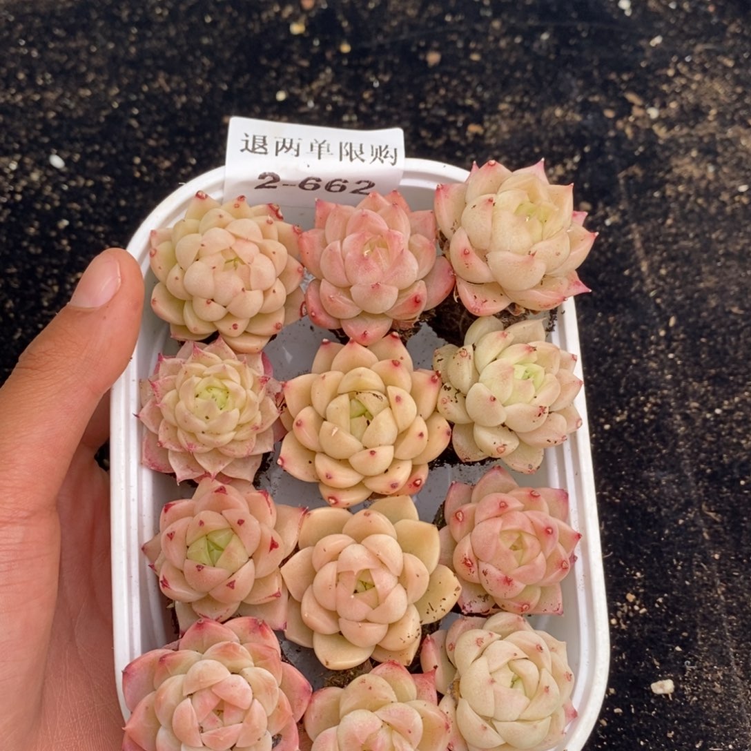 2-662 新疆西藏内蒙不发其他12.8包邮两到三公分多肉