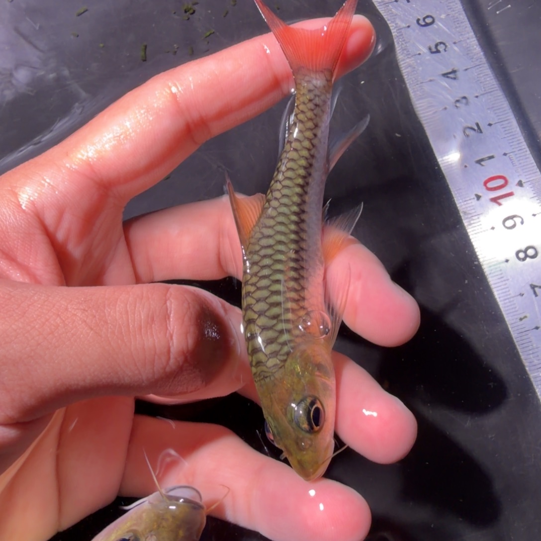 吉罗鱼盈江结鱼 缅甸野生鱼