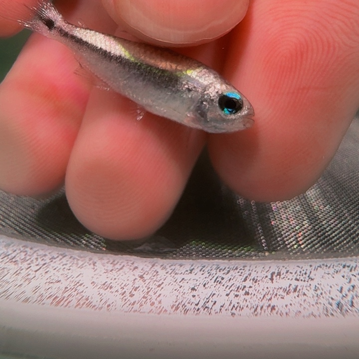 灯科鱼K09-13 白金幻彩蓝魔3cm左右 1条